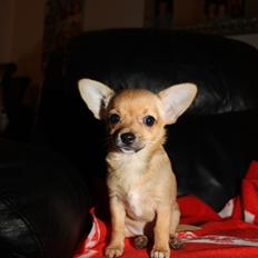 Chihuahua Montelinos Macarius *Max*