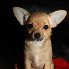 Chihuahua Montelinos Macarius *Max*