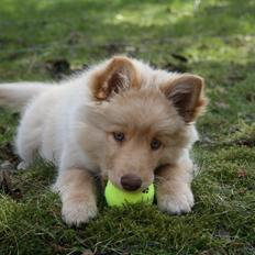 Finsk lapphund Leika (Ramona)