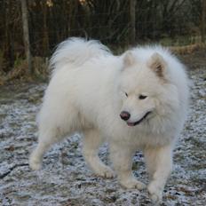 Samojedhund Cosmo