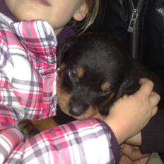 Rottweiler Junior