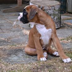 Boxer Schwartzbox Haylia