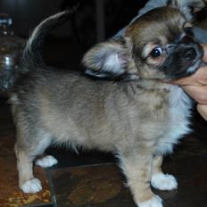 Chihuahua My Precious Golden Nugget