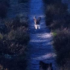 Chihuahua My Precious Golden Nugget