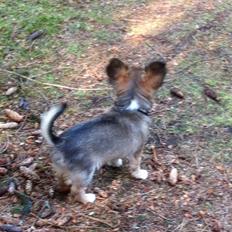 Chihuahua My Precious Golden Nugget