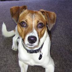 Dansk svensk gaardhund Bølle