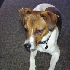 Dansk svensk gaardhund Bølle