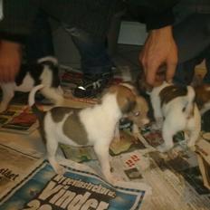 Dansk svensk gaardhund Bølle