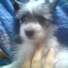 Chinese crested powder puff Balu