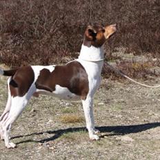 Terrier Brasileiro Jyvämäen Zimbro