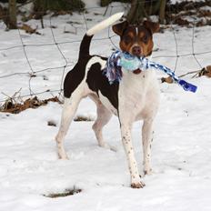 Terrier Brasileiro Jyvämäen Zimbro