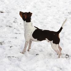 Terrier Brasileiro Jyvämäen Zimbro