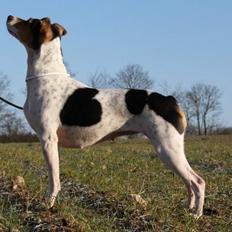 Terrier Brasileiro Jyvämäen Bandeira