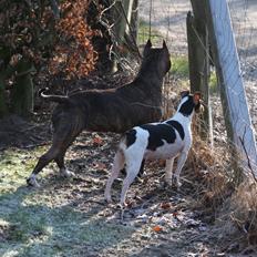 Terrier Brasileiro Jyvämäen Bandeira