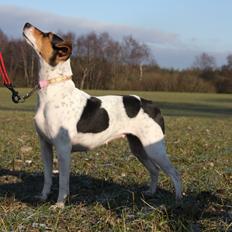 Terrier Brasileiro Jyvämäen Bandeira