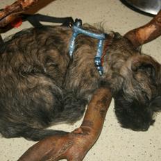 Cairn terrier Tjalfe