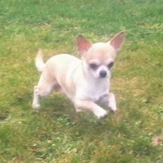 Chihuahua Lovely Fool´s Djego