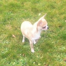 Chihuahua Lovely Fool´s Djego