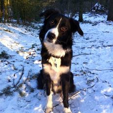 Border collie Bailey