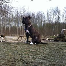 Staffordshire bull terrier Freja