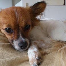 Papillon Lille Fix