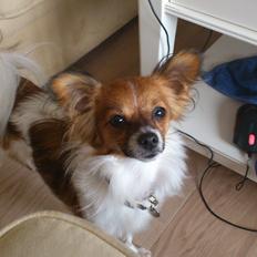 Papillon Lille Fix