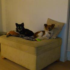 Papillon Lille Fix