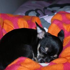 Chihuahua Mille