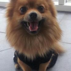 Pomeranian Nelli
