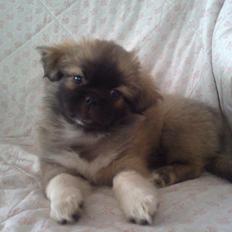 Tibetansk spaniel Our Passion Billie Jean