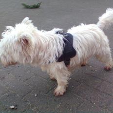 West highland white terrier Whisky