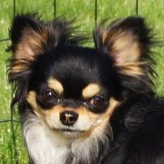 Chihuahua Bailey