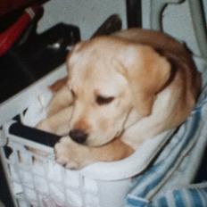 Labrador retriever Sisse