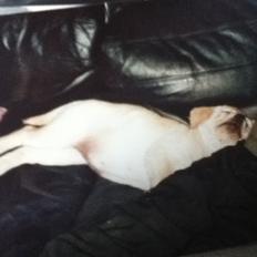 Labrador retriever Sisse