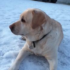 Labrador retriever Sisse