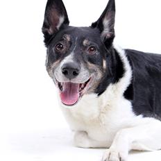 Blanding af racer Paw