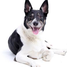 Blanding af racer Paw