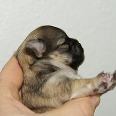 Chihuahua Rotten Rita
