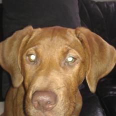 Blanding af racer Sacha