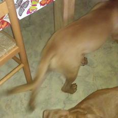 Blanding af racer Sacha