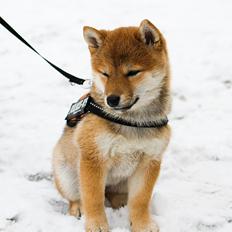 Shiba Aikou