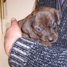 Blanding af racer Wilma (Labrador/dsg)