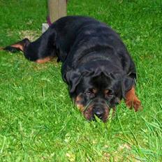 Rottweiler Berta