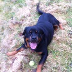 Rottweiler Berta