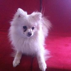 Pomeranian Saby:) (MIN)