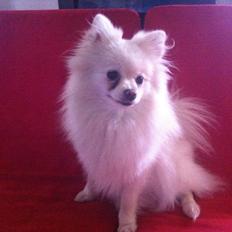 Pomeranian Saby:) (MIN)