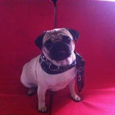 Mops Micha (MIN MORMOR'S)