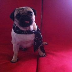 Mops Micha (MIN MORMOR'S)