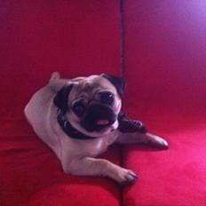 Mops Micha (MIN MORMOR'S)
