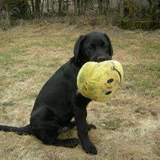 Labrador retriever Xavi